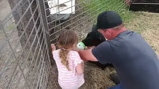 2 week old Calves. Bottle feeding