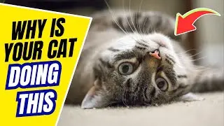 Why Do Cats Lie on the Back When You See You