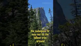 The Subalpine Fir