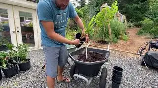 Potting up Palm Seedlings