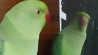 Dimpal Yadav 10.M views  is live ringneck parrot live stream fan with mithu 🦜🦜