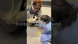 Puppy Parvo Scare: Deadly Disease, Urgent Treatment