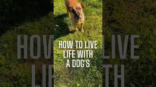 Life Lessons From Your Dog: Adopt a Dog&rsquo;s Mindset to Life