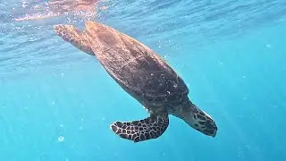 Hawksbill sea turtle (Eretmochelys imbricata), critically endangered (4K)