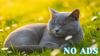Why Does My Cat SUNBATHE? 😻☀️ (3 Benefits of Sunlight)