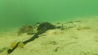 Pipecam: A curious octopus reaching out to the camera