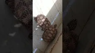 यारी हो तो ऐसी #tortoise #bonding🤗