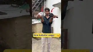 New High flayer kabutar aagyi 🕊️🥰 #shorts #viral #trending #pigeon
