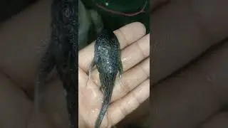 Death plecos fish #shorts #viral #aquarium #fish #plecosfish