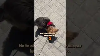 Enriquecimiento mental perros