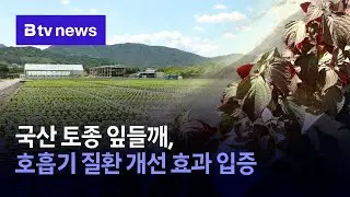 Domestically grown perilla leaf proven to improve respiratory disease
