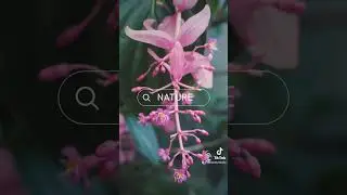 SPRING video content 🌸 #godaddystudio #designapp #contentcreator #appsyouneed