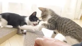 兄猫に爪研ぎを教えてたら弟猫にじゃまされてこうなっちゃいました...笑