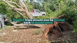Tips for Resetting Fallen Fruit Trees after a Storm/Hurricane.
