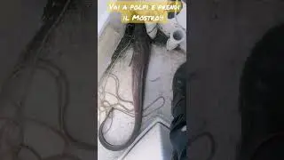 Abbocca IL MOSTRO sulla POLPARA! #polpi #gronco #monster #pescadallabarca #fishing #pesca #octopus