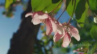 &rdquo;花鳥風月