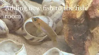 Adding new fish to the fish room