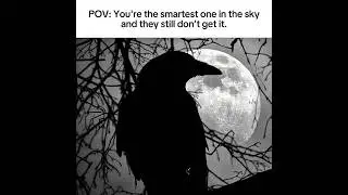 The Smartest Bird|| #crow #ravens #birds #pov #shorts #fyp