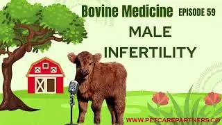 EP 59: Male Infertility in Bulls: Causes, Diagnosis & Treatment | Pet Care Partners