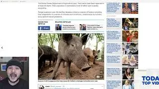 The 30-50 Feral Hogs Meme Shows Arrogant Leftists Proving They Know Nothing About Fire Arms
