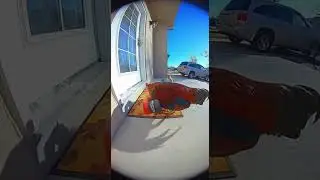 POV i find who keeps hitting my squirrel  🐿️￼