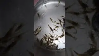 P&ecirc;che &agrave; la crevette 🦐