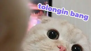 Tingkah Kucing Random yang Bikin Kamu Lupa Semua Masalah  @HewanEpicMoments