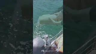 Releasing Ashes on the Sydney Harbour - Funeral Video Australia - Live Streaming