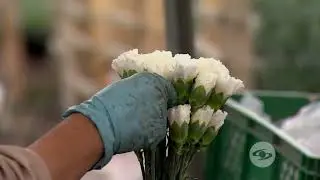 Aspectos a tener en cuenta en el corte y la clasificación de flores - La Finca de Hoy