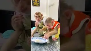 Curious monkey explores new things inside the human home daily 🔍🐵 #Adventurous