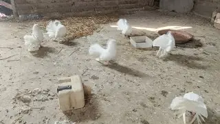 🕊️ Live Kabootar Feeding | Peaceful Pigeon Live | Real Nature Sound