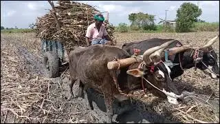 Bullock Cart Ride | Bullock cart heavy load amazing video village all'working