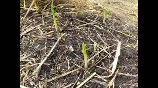 Garlic Popping Up