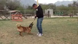 Force Dogs - Arkane Hembra Importada de Francia