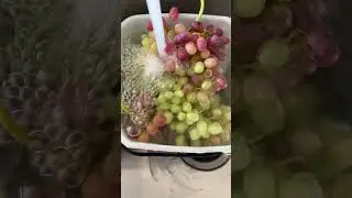 HOW TO WASH FRESH PICKED ORGANIC GRAPES
