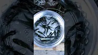 IMC Fish Fingerlings #shorts