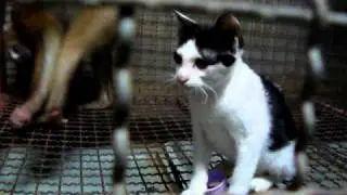 monkey-cat-dog-bird nature samui