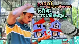 പ്രാവ് വളർത്തിയാൽ വീട് നശിക്കാൻ കാരണം എന്താണ്? 🙄 #pigeon #pigeon_malayalam #ottamooli_karshakan