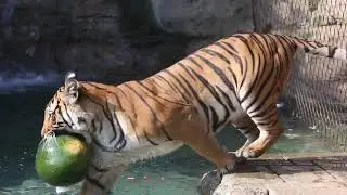 World Tiger Day @ Zoo Knoxville