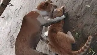 Angry Cat Vs Dog Funny Compilation 2021
