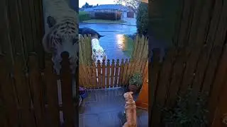 Unknown Figure Behind the White Tiger(Lately, Cats Are Very Brave &mdash; And That Shadow Is Even Stranger