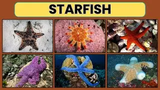 STARFISH | Starfish for Kids with Pronunciation (and with photos) | The Sea Star