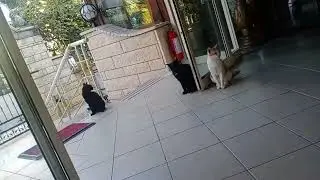 Havana Hotel 4 Kemer котики Сентябрь 2022