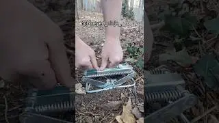 Setting a Scissor Mole Trap #blueyedninja #mole #trap #pestcontrol #yard