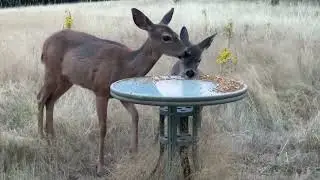 Deer Family 🦌 Twin and her son Grayson