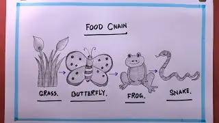 How To Draw Food Chain easy/Food Chain Drawing Easy