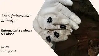 OWADY W KRYMINALISTYCE - ENTOMOLOGIA SĄDOWA W POLSCE l #entomologia #csi #antropologia