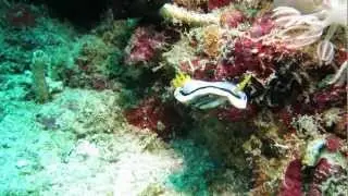 Nudibranch, Chromodoris lochi