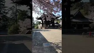 Cherry Blossom Temple in Spring | Peaceful Sakura Scenery  #meditation #relaxing #calm