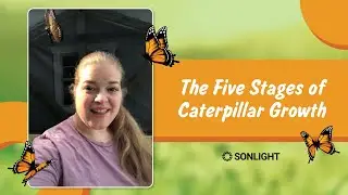 The Five Stages of Caterpillar Growth